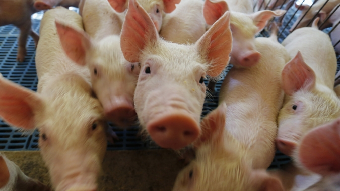 Produção de ração cresce na Alemanha e reforça demanda da suinocultura