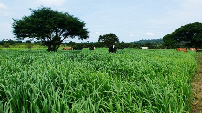 Adapec alerta que o cultivo de sementes de capim sem procedência pode disseminar pragas e causar prejuízos fitossanitário