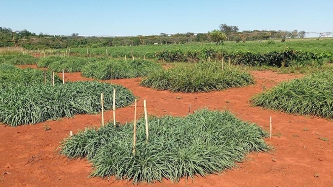 Banco Mundial de Sementes recebe material genético de pastagens da Embrapa