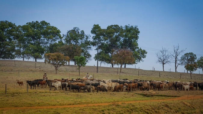 Óxidos de cálcio e magnésio impulsionam produtividade e sustentabilidade em pastagens brasileiras