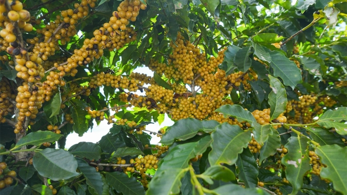 Cerrado Mineiro: colheita de café chega a 18% na área da Expocacer