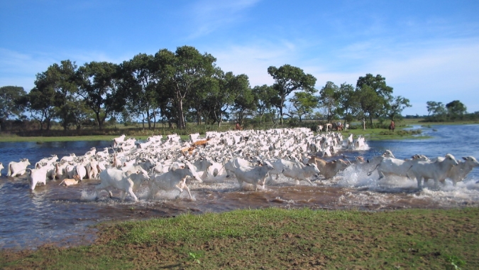 Projeto piloto para conservação de onças e proteção de rebanho bovino tem início no Pantanal