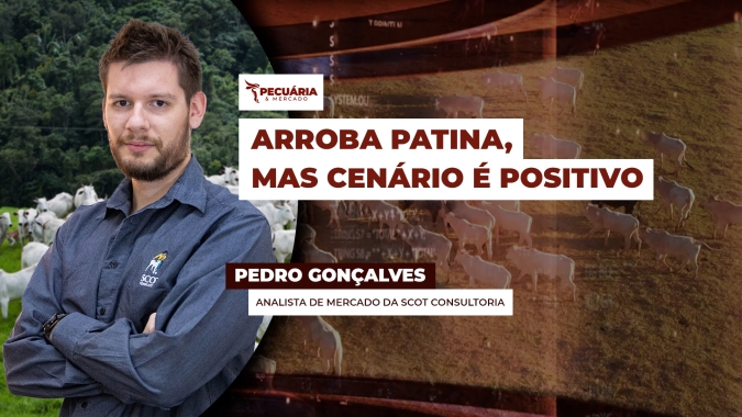Arroba do boi tem dificuldade para retomar um movimento consistente de alta, apesar dos fundamentos positivos