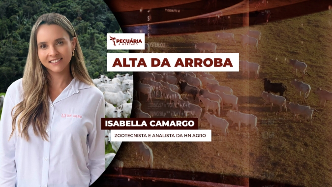 Arroba do boi em outubro deve subir e consumo interno fará a diferença, alerta analista