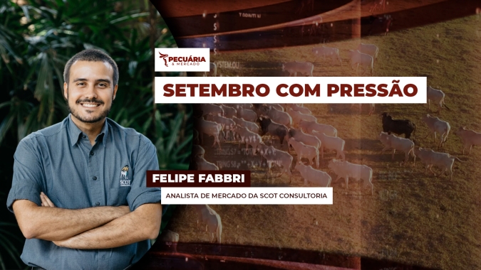Arroba do boi sofre ajustes em setembro e pode cair um pouco mais com frigoríficos testando patamares inferiores de preços em SP
