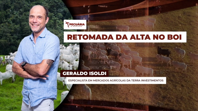 Próxima semana será importante para monitorar o apetite de frigoríficos pelo boi gordo e o impacto nos preços da arroba