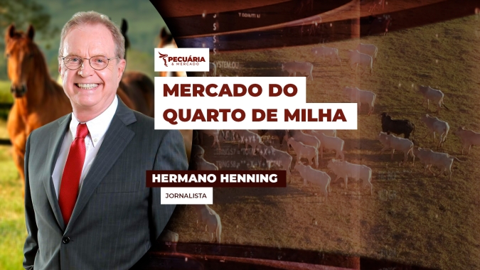 Desafios e oportunidades no mercado do Quarto de Milha, raça que ganhou a simpatia do criador brasileiro