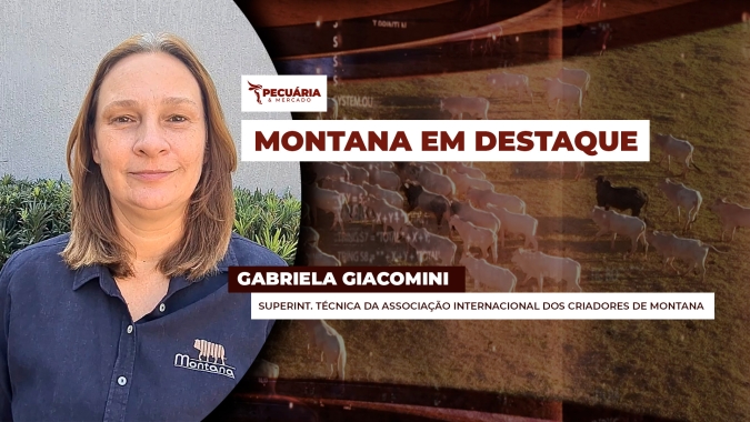 Composto genético bovino desenvolvido no Brasil visa aprimorar a produtividade, a fertilidade e a qualidade da carne do gado