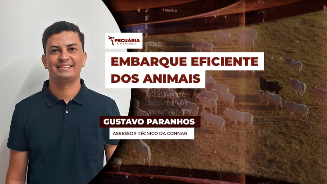 O transporte de animais para os frigoríficos exige planejamento e cuidado