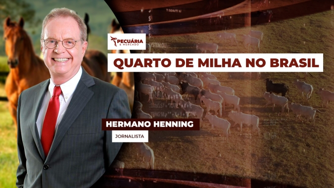 Quarto de Milha chama atenção dos criadores  pela sua docilidade, força e velocidade