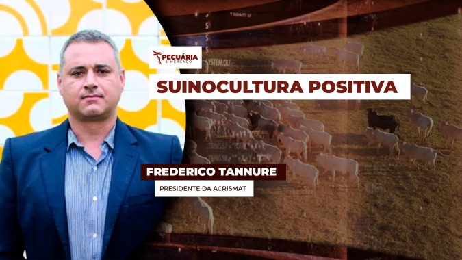 Suinocultura em MT tem demanda forte, bons preços ao produtor  e custos menores