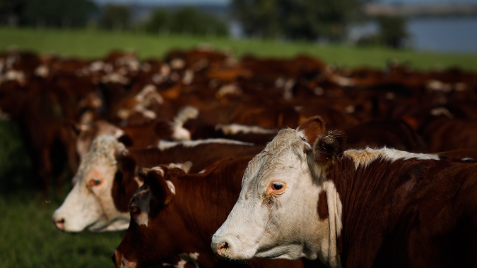 Após quatro safras de grãos com perdas, produtores do Rio Grande do Sul começam a migrar da agricultura para a pecuária
