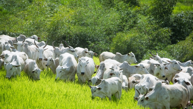 Agrobrazil: valor médio da arroba está em R$ 321,78 no estado de São Paulo