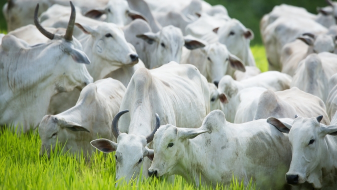 Radar Investimentos: Valorização dos animais terminados ganhou força especialmente em Minas Gerais