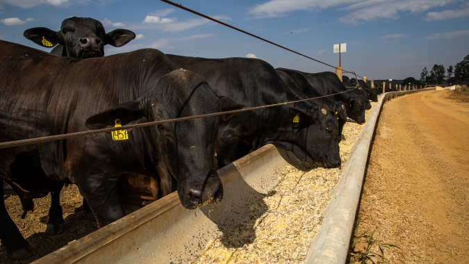 Confinamento em alta: Mato Grosso amplia volume de bois terminados em 2025 mesmo com menos produtores na atividade