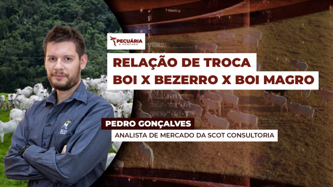 Piora a relação de troca com boi gordo, mas cenário ainda é positivo para recomposição do rebanho