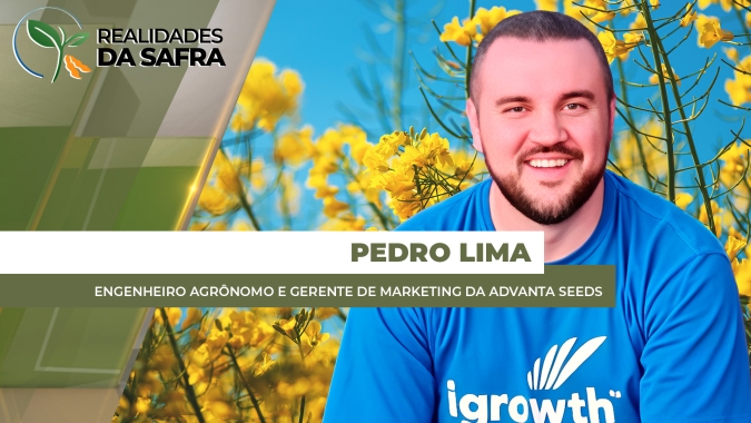 Canola ganha espaço e avança como cultivo estratégico no Brasil, concentrando produção no RS