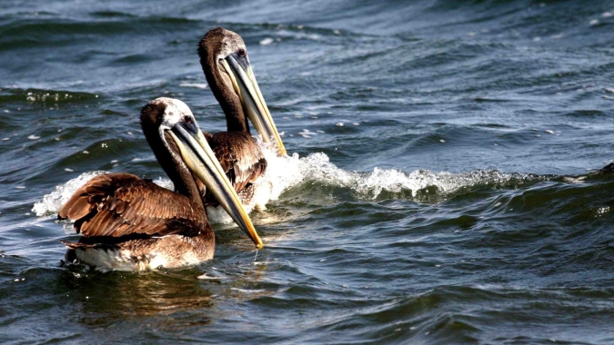 Costa Rica: SENASA confirma primeiros casos de gripe aviária em aves silvestres em território nacional