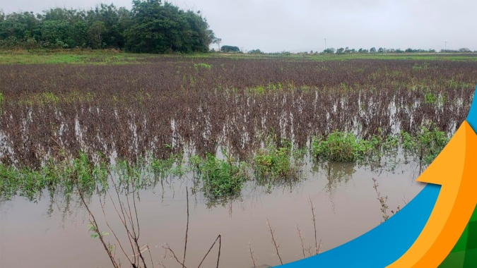 Chuvas excessivas no Rio Grande do Sul causam perdas de cerca de 60% na soja em Pelotas