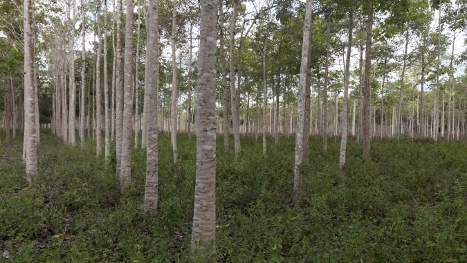 BNDES aprova R$ 77 mi do Fundo Clima para projeto de silvicultura com captura de carbono na Mata Atlântica