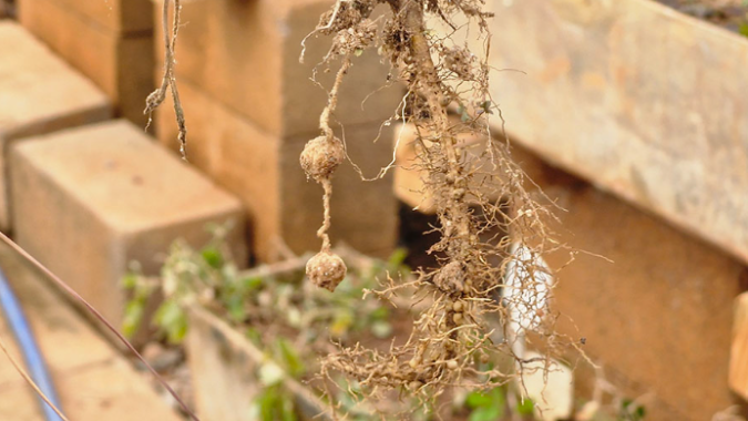 Gene de parente silvestre do amendoim ativa “memória de defesa” contra seca e pragas em plantas cultivadas