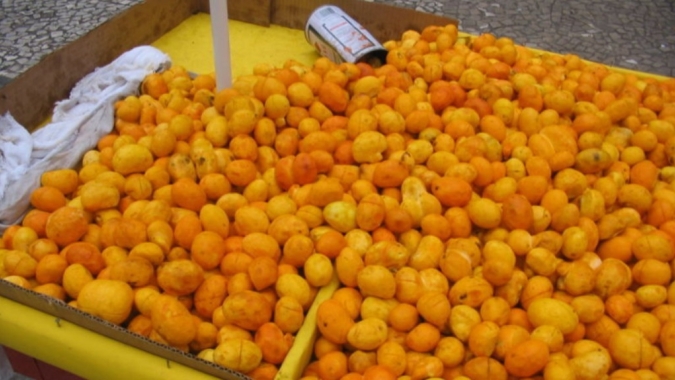 Pesquisa da UFMT utiliza óleo de pequi e baru na nutrição de aves