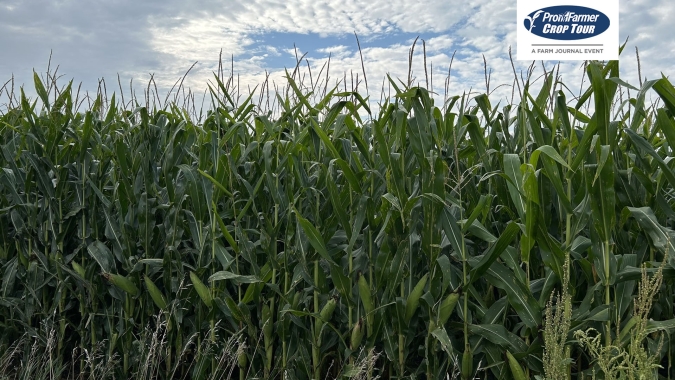 Pro Farmer: Indiana se destaca e expectativa é de que recordes estimados pelo USDA se confirmem