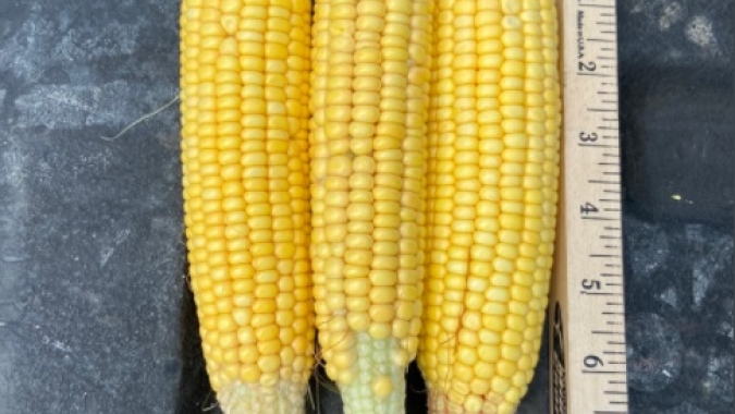 Pro Farmer estima produtividade de milho menor do que o USDA para Illinois