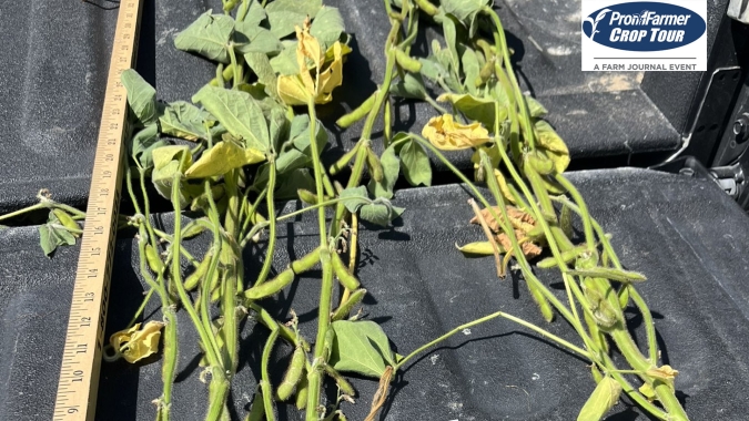 Pro Farmer: Calor e seca castigam severamente campos de soja e milho em Iowa e Minnesota