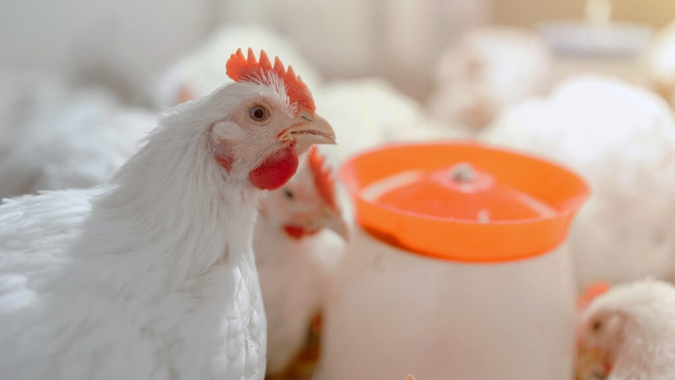 Avicultura na Europa: relatório ChickenTrack aponta avanços e desafios no bem-estar de frangos de corte