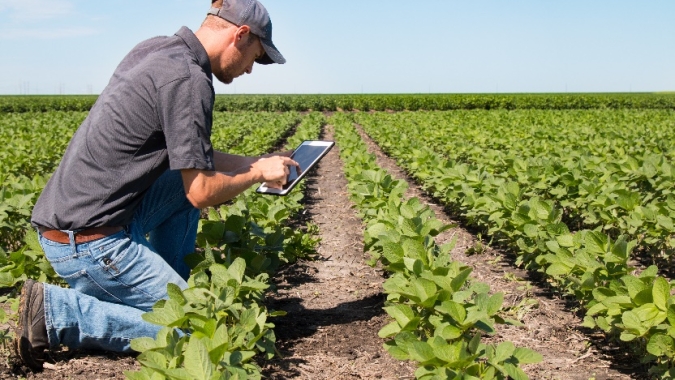 Desafio de startups do agro busca solução para rastreamento e gestão do inventário de amostras de folhas de soja