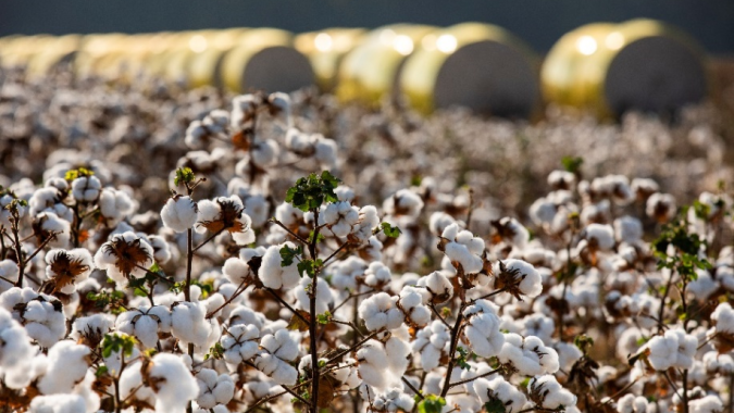 BASF lança soluções para cotonicultores no Congresso Brasileiro do Algodão