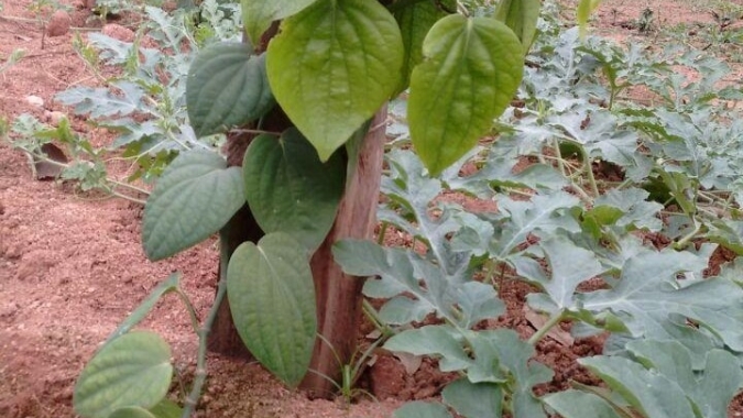 Emater-MG incentiva o cultivo de pimenta-do-reino nos Vales do Mucuri e Jequitinhonha