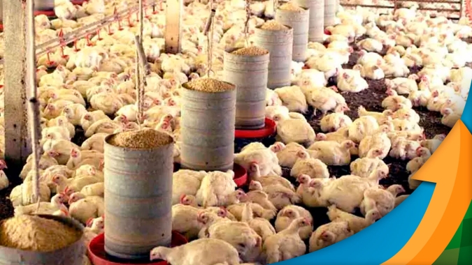 Frango: quinta-feira (14) termina com cotações estáveis ou leves quedas