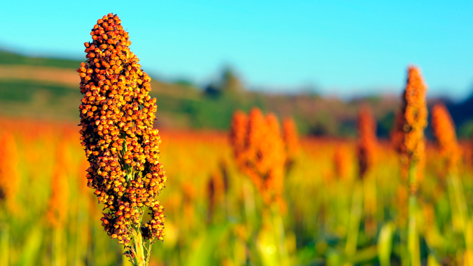 Produção de sorgo cresceu 45% na última safra fortalecendo alternativa de produção com maior janela e menor necessidade de chuva