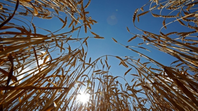 USDA: Vendas semanais de trigo dos EUA da safra 22/23 caem para 286,4 mil t, dentro das expectativas