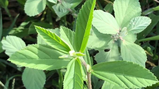A biotecnologia e o desafio no controle de plantas daninhas