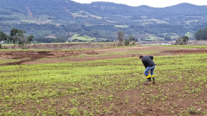Uso de plantas para recuperação de solos atingidos é tema de nova nota técnica