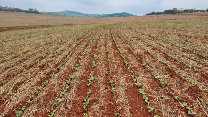 AgRural: Com plantio em 85%, produção de soja do Brasil cai para 159,1 mi de t