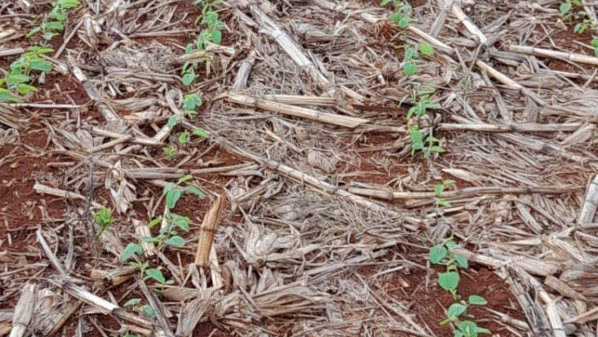Seca atinge soja precoce em polo agrícola da Argentina; estiagem deve continuar