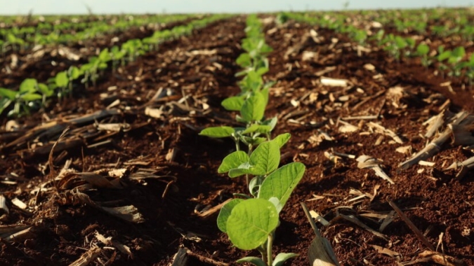 AGRURAL: Plantio de soja do Brasil vai a 51% com estiagem em MT e muita chuva no PR