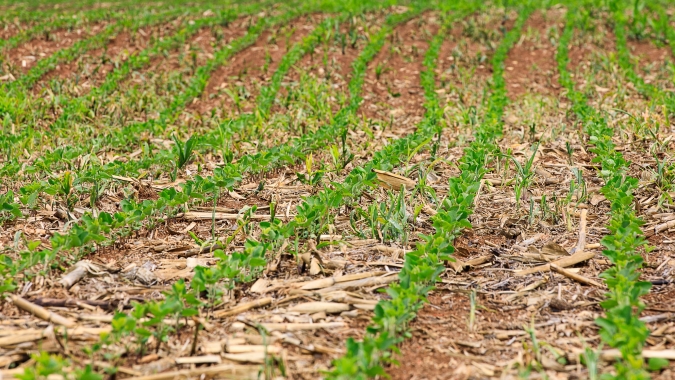 Plantio de soja no RS vai a 23% da área, diz Emater, que cita problema na qualidade do trigo
