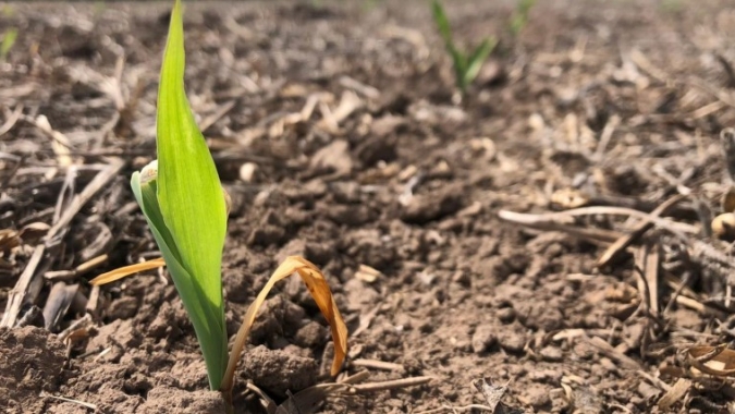 Conab aponta plantio do milho verão 24/25 em 21,6% e destaca bom desenvolvimento no Sul do país