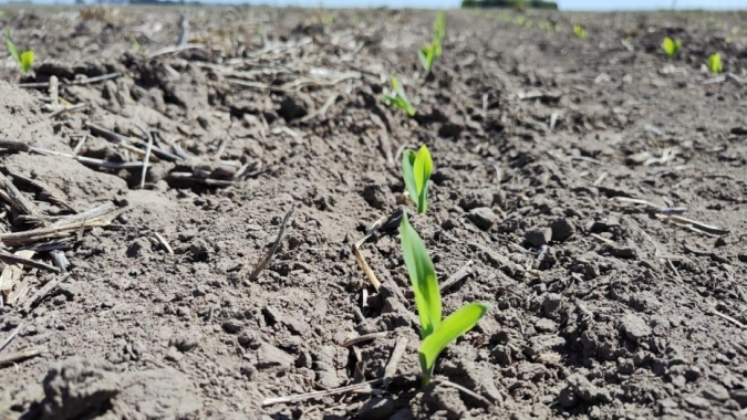 Com plantio do milho em 95%, Deral indica avanços de adubação e controle de daninhas e pragas