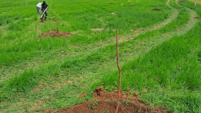 Inverno exige poda e controle de doenças para proteger próxima safra de noz-pecã