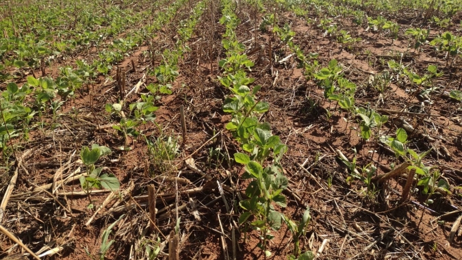 Com 30,9% da área plantada, safra de soja do Mato Grosso do Sul avança sob influência do La Niña
