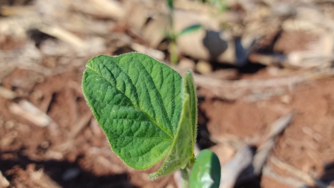 Agrural: Plantio de soja do Brasil chega a 89% ainda com pontos de estiagem no Cerrado