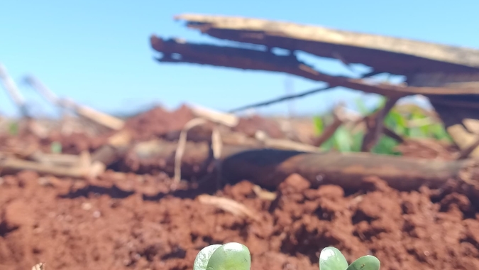 Adiantado, plantio de soja em Mato Grosso supera 60% da área projetada, diz Imea