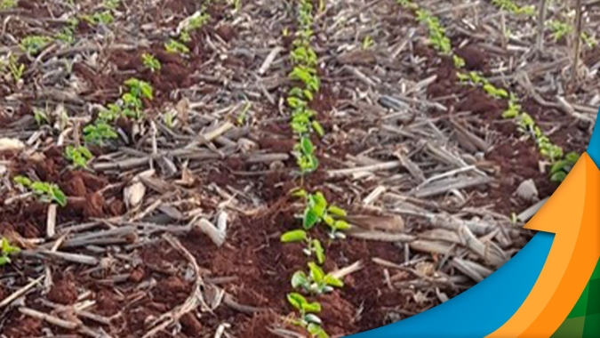 Sul do Pará praticamente já encerrou plantio da soja e Norte do estado dá a largada nas atividades