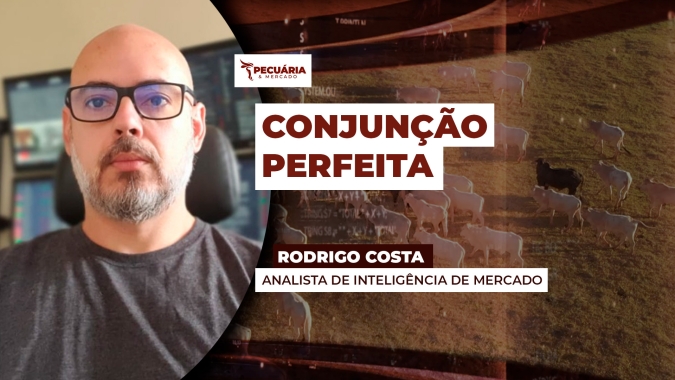 Fluxo firme de exportações, carne valorizada no mercado interno e redução na oferta de animais motivam alta da arroba do boi